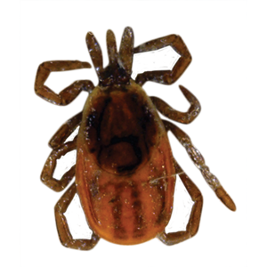 Tick insect PNG-51912